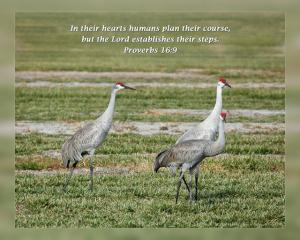 Daily Scripture Art Proverbs 16 9